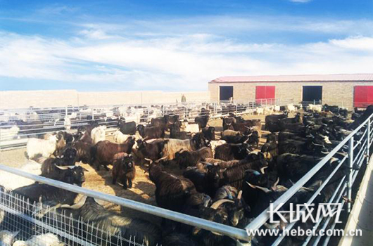 长城网：村民入股种植养殖业 PA视讯驻村组建“幸福”存折